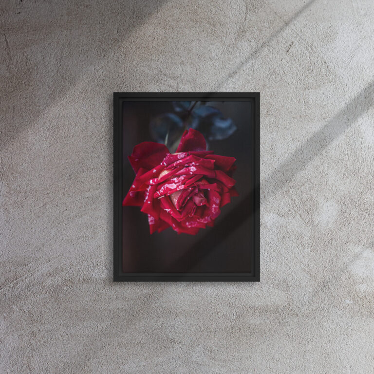 Rosa Escarchada con marco negro: Lienzo Enmarcado
